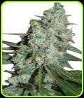 Wonder Skunk - Seedmakers Seeds