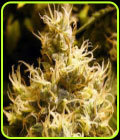 Wonder Woman - Nirvana Seeds