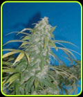 Wonderberry - Sagarmatha Seeds