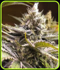 XO Raspberry Glue - Haute Genetique