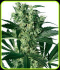 X Haze - White Label Seeds