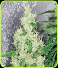 Y Griega - Medical Seeds