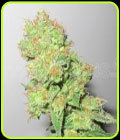Y Griega CBD - Medical Seeds