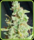 Yoda Junky - Holy Smoke Seeds