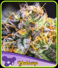 Yuhbary - Anesia Seeds