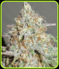 Yum Bongo - Ultra Genetics