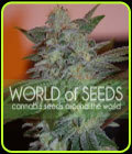 Yumboldt 47 - World of Seeds