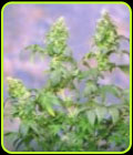 Yumboldt - Sagarmatha Seeds