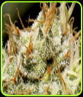 Yumbolt - CBD Seeds