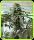 Yumbolt x Banana - Cream of the Crop