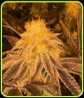 Z3 - Terp Hogz GeneticZ