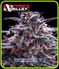 Z Valley - Positronic Seeds