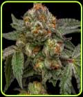 Zake - Ripper Seeds