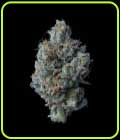 Zallah Bread - DNA Genetics Seeds