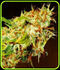 Zamaldelica - Ace Seed bank