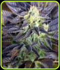 Zapotec - Norstar Genetics