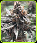 Zapplez - Conscious Genetics