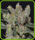 Zen - CBD Seeds
