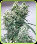 Zenith - Ace Seed bank
