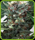 Zensation - Ministry of Cannabis