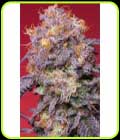 SALE - Zerberry - Grounded Genetics - Grounded Genetics
