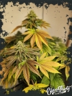 Zerbert - ElevenThirty Genetics