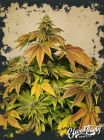 Zerbert Auto - ElevenThirty Genetics