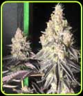Zerbert Smoothie - The Plug Seedbank