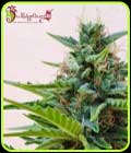 Zesty Zkittles Auto - Dr Krippling Seeds