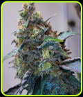 Zilk Road - Grounded Genetics