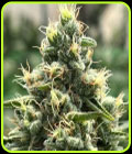 Zinfandel - Black Tuna Seeds