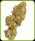 Zinger Cake - TerpFarmz Seeds