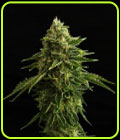 Zkit Candy Dream Edition - Kannabia Seeds
