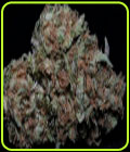 Zkittelz - Big Head Seeds