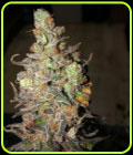 Zkittles - BSB Genetics