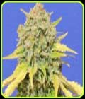 Zkittlez - Original Sensible Seeds