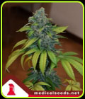 Zkittlez - Medical Seeds