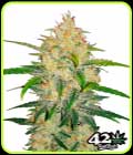 Zkittlez Auto - FastBuds