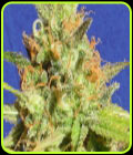 Zkittlez Auto - Original Sensible Seeds
