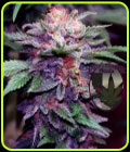 Zkittlez Cake - Purple Caper Seeds