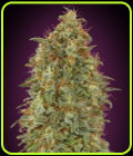 Zkittlez Fast - Advanced Seeds
