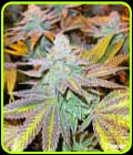 Zkittlez Glue - Flavour Chasers