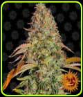 Zkittlez OG Auto - Barneys Farm Seeds