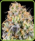 Zkunk - Grounded Genetics