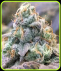 Zlurpi - Grounded Genetics