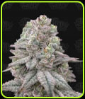 Znapple Fritter - Terp Treez Co