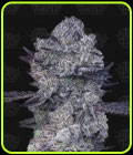 Zoap #39 - Terp Treez Co