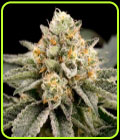 Zombie Bride - Ripper Seeds