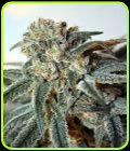 Zombie Kush - Ripper Seeds