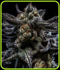 Zombie Kush Auto - Ripper Seeds